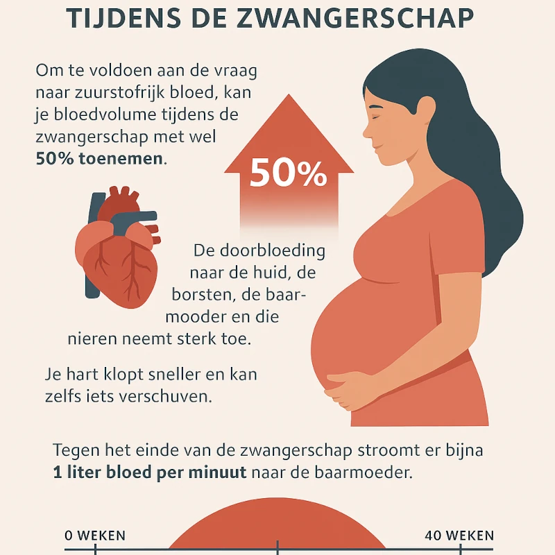 bloedvolume neemt toe tijdens de zwangerschap