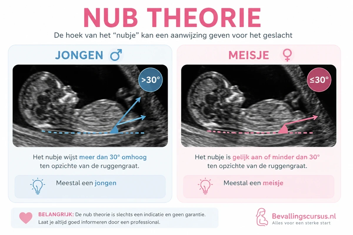 Geslacht baby volgens de nubtheorie
